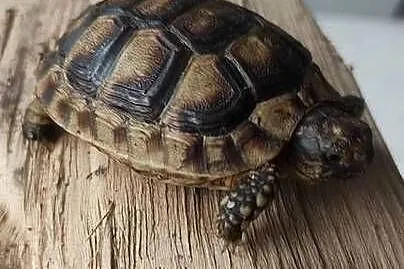 Żółw obrzeżony, Śląskie, Dąbrowa Górnicza