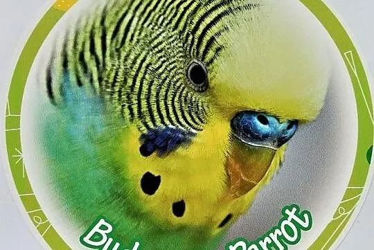 Naklejka okrągła papuga falista 12,5 cm, Ruda Śląska