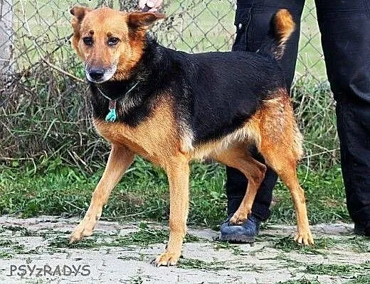SESJA radosna, pozytywna sunia czeka na ciebie w s