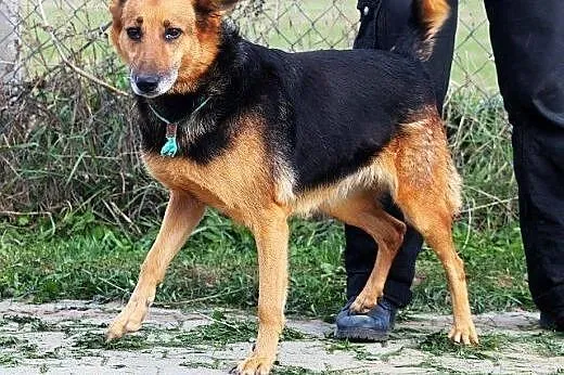 SESJA radosna, pozytywna sunia czeka na ciebie w s