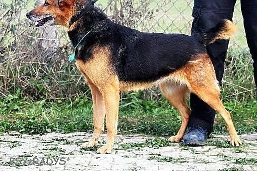 SESJA radosna, pozytywna sunia czeka na ciebie w s