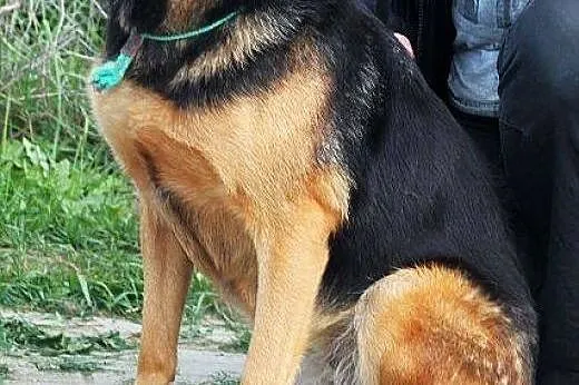 SESJA radosna, pozytywna sunia czeka na ciebie w s