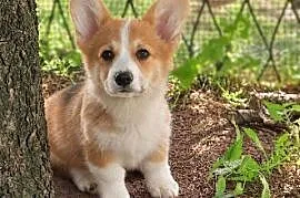 Welsh Corgi Pembroke Chłopak