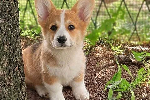 Welsh Corgi Pembroke Chłopak, Małopolskie, Kraków