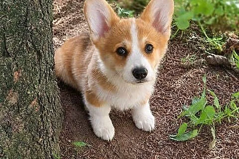 Welsh Corgi Pembroke Chłopak, Małopolskie, Kraków