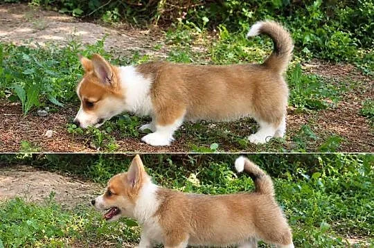 Welsh Corgi Pembroke Chłopak, Małopolskie, Kraków