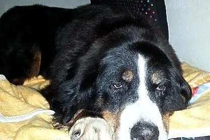 Berneński Pies Pasterski - Greta, adopcja.
