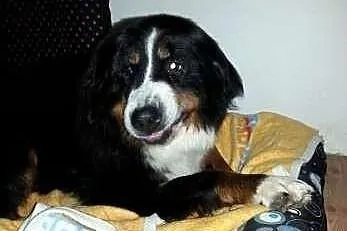 Berneński Pies Pasterski - Greta, adopcja.