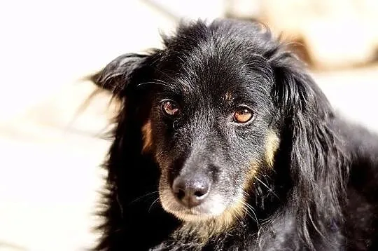 TAPIŚ,średni,przyjazny,spokojny,szczepiony piesek.ADOPCJA, Małopolskie, Kraków