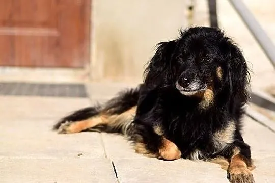 TAPIŚ,średni,przyjazny,spokojny,szczepiony piesek.ADOPCJA, Małopolskie, Kraków