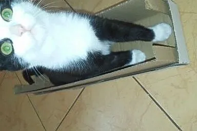 Bezunia - miziata aż do bólu pannica ;),  mazowiec