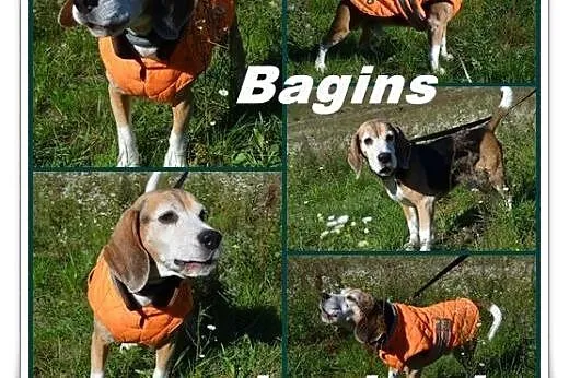 Beagle BAGINS szuka rodziny ,  Beagle cała Polska