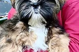 ShihTzu piesek Gringo