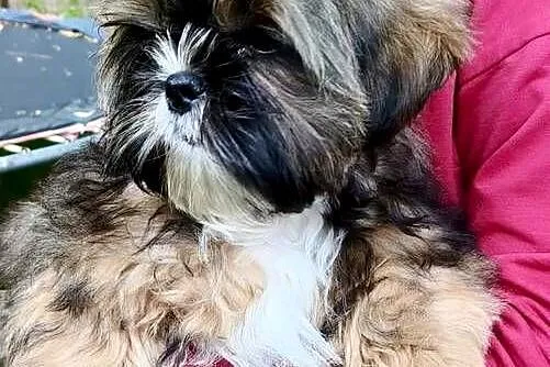 ShihTzu piesek Gringo, Pomorskie, Chmielno