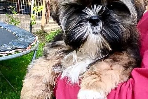 ShihTzu piesek Gringo, Pomorskie, Chmielno