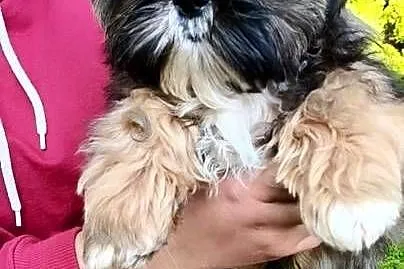 ShihTzu piesek Gringo, Pomorskie, Chmielno