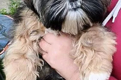 ShihTzu piesek Gringo, Pomorskie, Chmielno