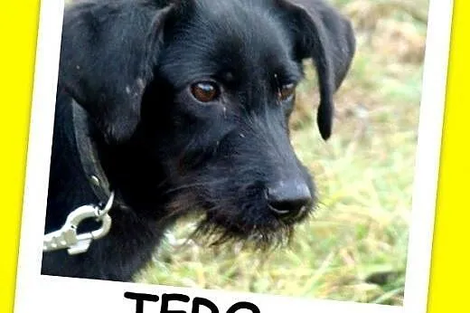7 mies. średni,wesoły,przyjazny,aktywny terier mix, pies TERO.Adopcja.,  dolnośląskie Wrocław