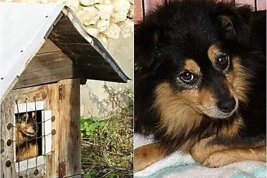 Bartuś...z zakratowanej budy do schroniska...Szukamy PILNIE domu!