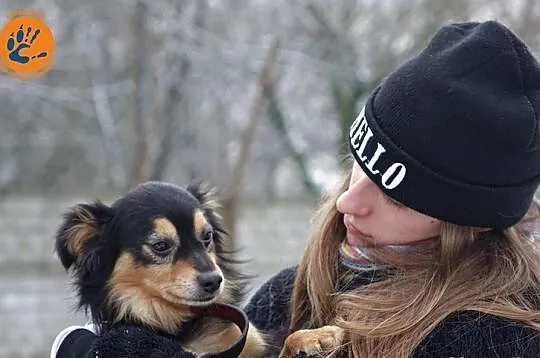 Bartuś...z zakratowanej budy do schroniska...Szuka