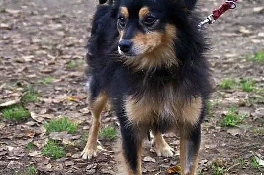 Bartuś...z zakratowanej budy do schroniska...Szuka