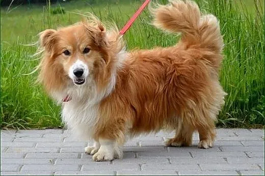 Bakier - prawdziwy klejnocik :),  warmińsko-mazurs