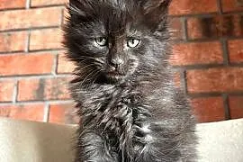 Maine Coon - Olimpia