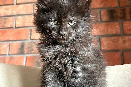 Maine Coon - Olimpia
