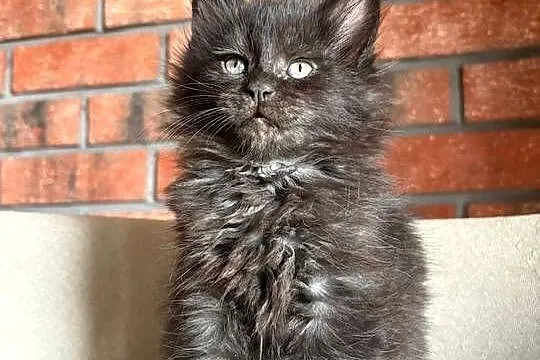 Maine Coon - Olimpia, Kujawsko-pomorskie, Szembruk