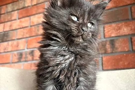 Maine Coon - Olimpia, Kujawsko-pomorskie, Szembruk