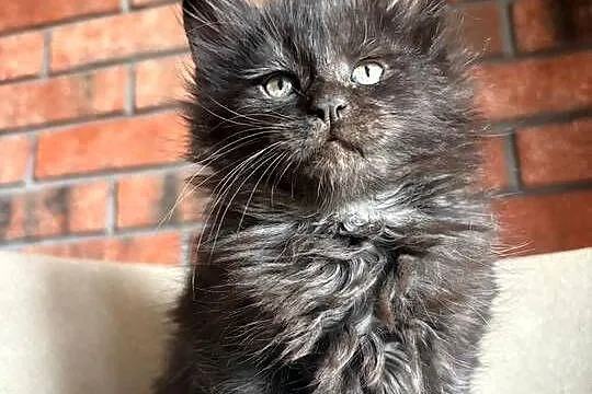 Maine Coon - Olimpia, Kujawsko-pomorskie, Szembruk
