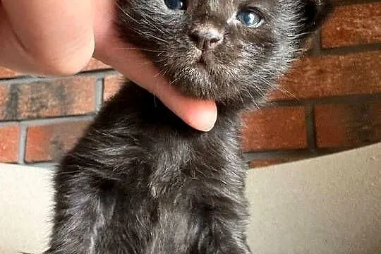 Maine Coon - Olimpia, Kujawsko-pomorskie, Szembruk