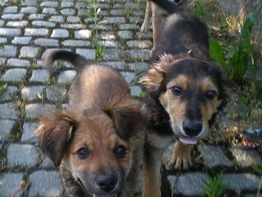 Szczeniaczki do adopcji, dolnośląskie Świdnica