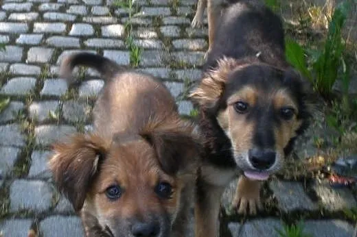 Szczeniaczki do adopcji,  dolnośląskie Świdnica