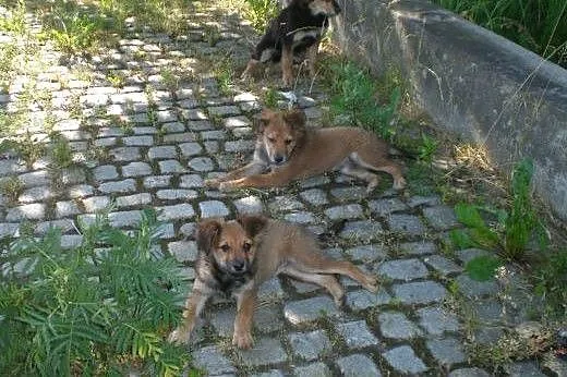 Szczeniaczki do adopcji,  dolnośląskie Świdnica