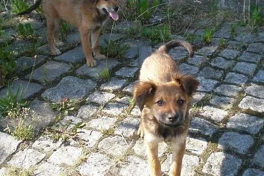 Szczeniaczki do adopcji,  dolnośląskie Świdnica