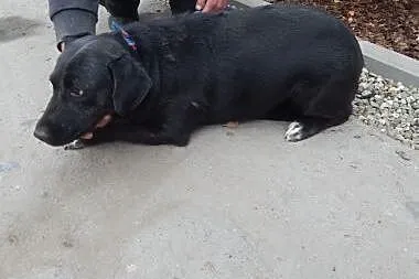 Czarna sunia - strach, smutek... kto podaruje jej 