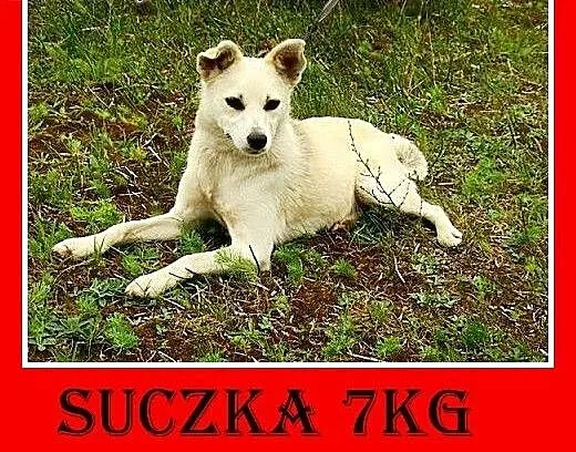 7kg,mała,łagodna,tulaśna,rodzinna suczka ŚNIEŻKA.A
