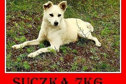 7kg,mała,łagodna,tulaśna,rodzinna suczka ŚNIEŻKA.A