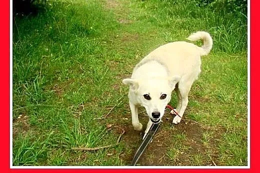 7kg,mała,łagodna,tulaśna,rodzinna suczka ŚNIEŻKA.A