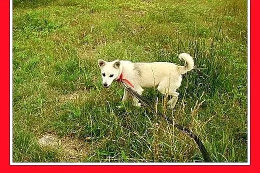 7kg,mała,łagodna,tulaśna,rodzinna suczka ŚNIEŻKA.A