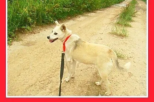 7kg,mała,łagodna,tulaśna,rodzinna suczka ŚNIEŻKA.A