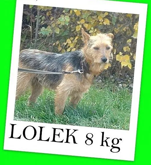 8 kg,LOLEK,terier mix,spokojny,łagodny domowy pies