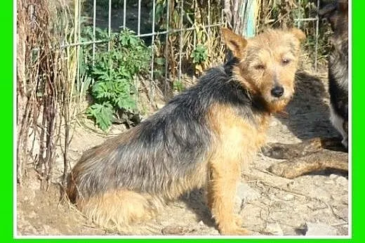8 kg,LOLEK,terier mix,spokojny,łagodny domowy pies