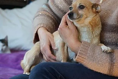 MIMI mikro sunia szuka domu! ,  Kundelki cała Pols