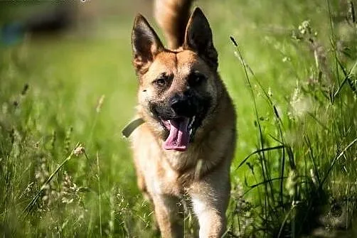 Piękny, przyjazny trzylatek do adopcji,  mazowieck