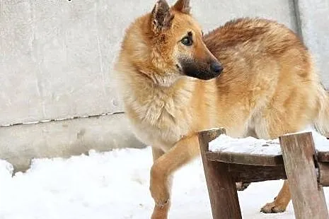 Tulipan czeka na odrobinę miłości- w zamian daje s