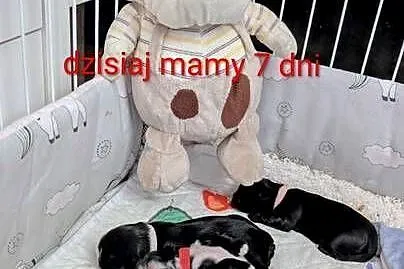 Szczenięta shih tzu z genem blue