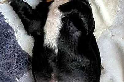 Szczenięta shih tzu z genem blue, Śląskie, Zawiercie