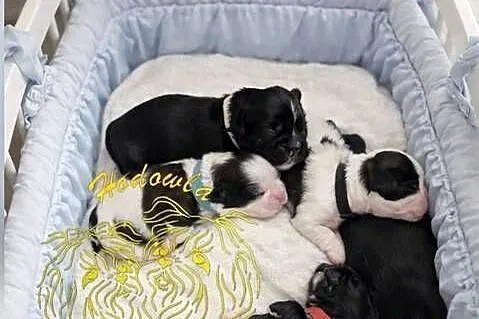 Szczenięta shih tzu z genem blue, Śląskie, Zawiercie